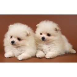 Choosing Your New Pit Bull Puppy Dog Advice